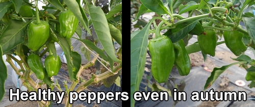 Healthy peppers even in autumn
