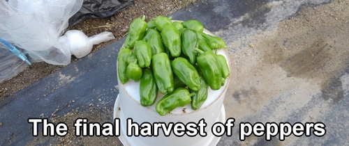 The final harvest of peppers