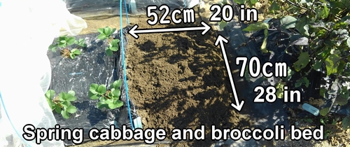 The bed for growing spring cabbage and broccoli