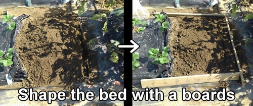 Create the bed for broccoli and spring cabbage