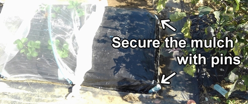 Secure the mulch with mulch pins