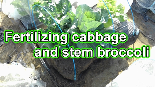 Fertilizing cabbage and stem broccoli