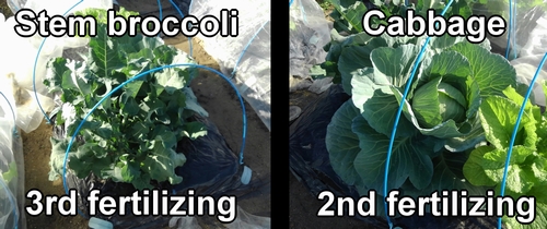 Second fertilizing for cabbage, third for stem broccoli