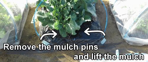 Lift the mulch on the bed of cabbage and stem broccoli