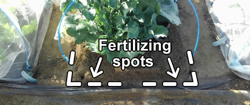 Additional fertilizing spots for stem broccoli