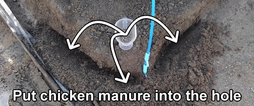 Put chicken manure into the hole