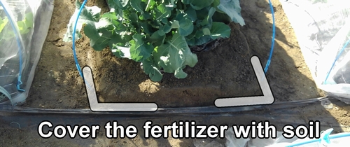 Cover the fertilizer with soil