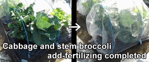 Cabbage and stem broccoli add-fertilizing completed