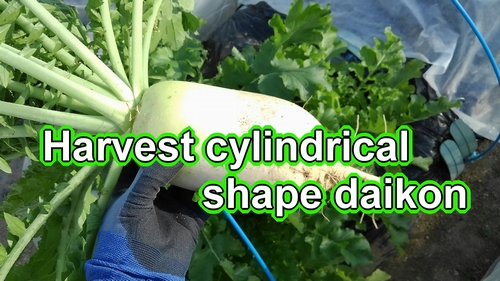 Cylindrical shape daikon radish harvest