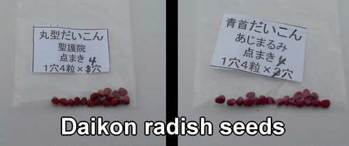 Daikon radish seeds