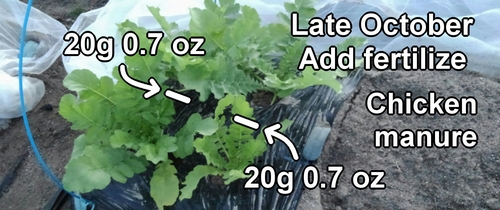 Additional fertilizer for daikon radish