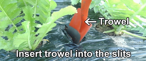 Insert trowel into the slits in the mulch