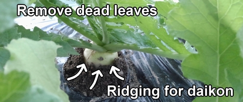 Ridging for daikon radish (Cover the base of daikon radishes with soil)