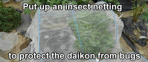 Put up an insect netting to protect the daikon from bugs