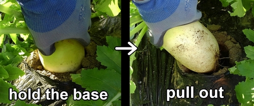 Harvesting daikon radish