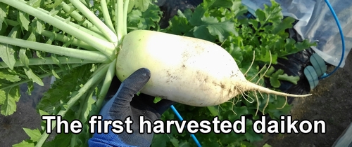 The first harvested daikon radish