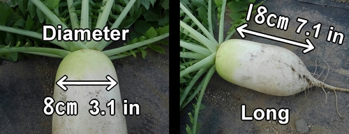 The harvested daikon radish was 8cm (3.1 in) in diameter and 18cm (7.1 in) long