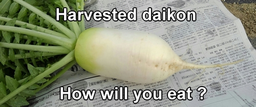 How will you eat the harvested daikon radish?