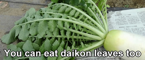 You can eat daikon leaves too