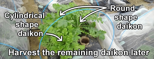 I will harvest the remaining daikon later