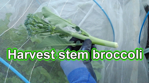 Harvest stem broccoli (Best time to harvest stem broccoli)