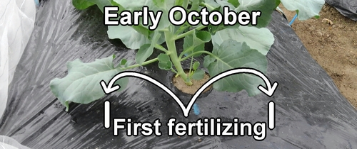 First fertilizing for stem broccoli (early October)