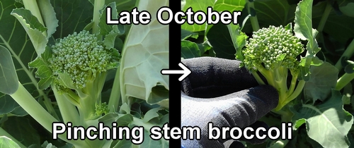 Pinching stem broccoli (late October)