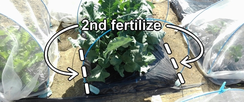 Second additional fertilizing for stem broccoli