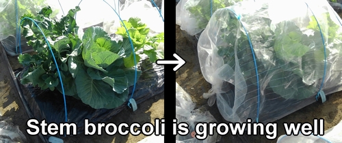 The stem broccoli is growing well