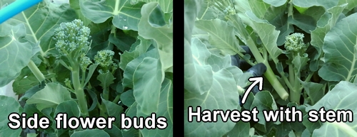 How to harvest stem broccoli