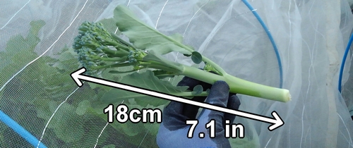 The harvested 18cm (7.1 inches) stem broccoli