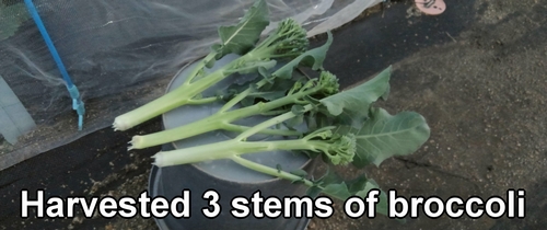 I harvested 3 stems of broccoli