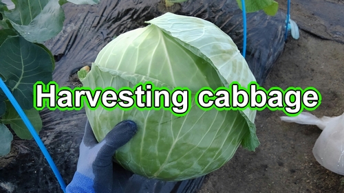 Harvesting cabbage (Harvest full grown cabbage)