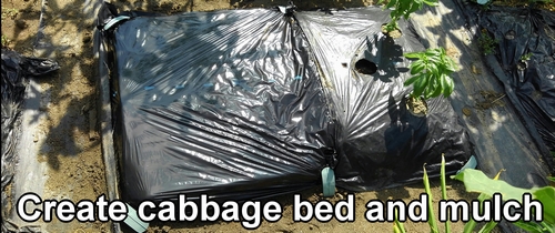 Create cabbage bed and mulch