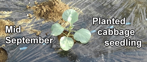 Planted cabbage seedlings in mid-September