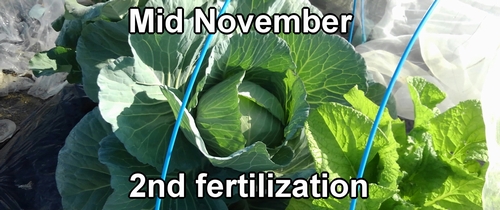 The second fertilization of cabbage (mid November)