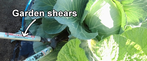 Harvest cabbage by cutting it at the base