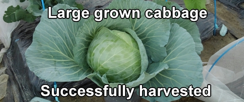 Harvested cabbage