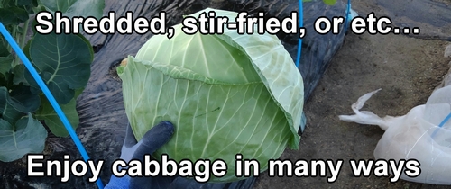 Cabbage is a versatile vegetable