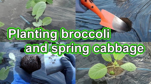 Planting broccoli and spring cabbage
