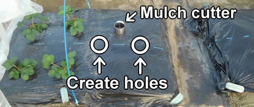 Create holes in the planting area for broccoli and spring cabbage
