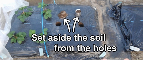 Set aside the soil from the holes