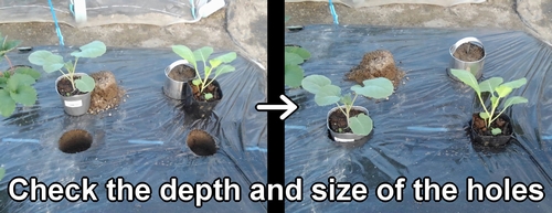 Place the potted broccoli and spring cabbage seedlings into the hole
