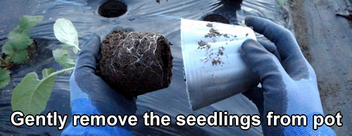 Gently remove the seedlings from pot