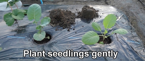 Plant broccoli and spring cabbage seedlings gently
