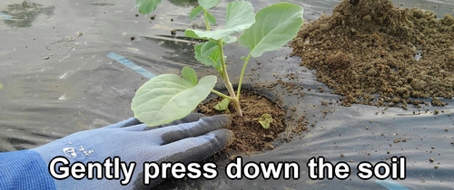 Gently press down the soil