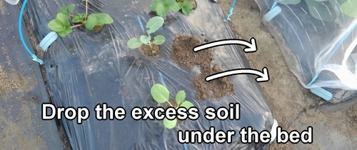 Any excess soil from planting seedlings should be dropped beneath the bed