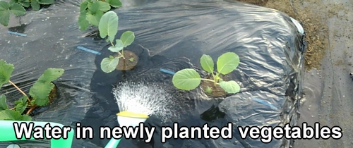 Water in newly planted broccoli and spring cabbage