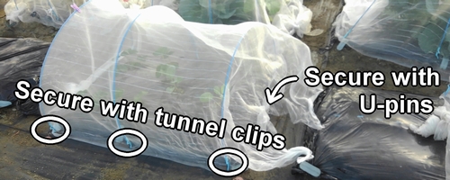Secure the insect netting with U-pins and tunnel clips