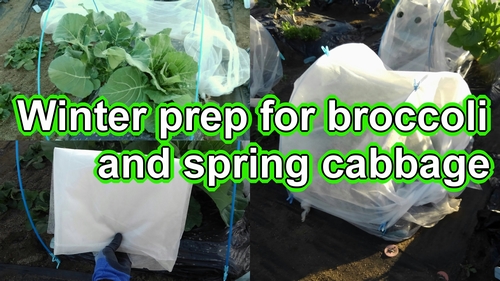 Preparing broccoli and spring cabbage for winter (Broccoli plant and spring cabbage how to grow？)